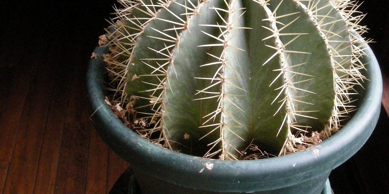 Are you a plant hugger?